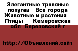Элегантные травяные попугаи - Все города Животные и растения » Птицы   . Кемеровская обл.,Березовский г.